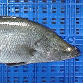 Barramundi Whole Round