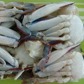 Cutted Swimming Crab