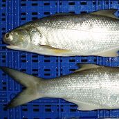 Fourfinger Threadfin