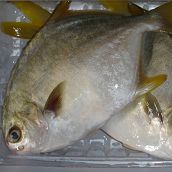 Golden Pompano