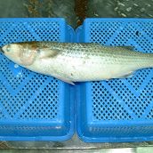 Grey Mullet