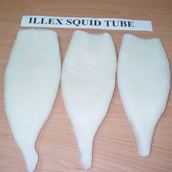 Illex Squid Tube 