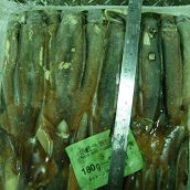 Illex Squid Whole Round 