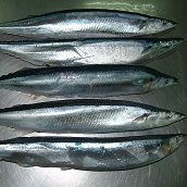 Mackerel Pike Whole Round