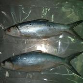 Milkfish Whole Round 