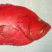 Red Grouper