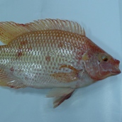 Red Tilapia ( Nilotica ) Whole Round