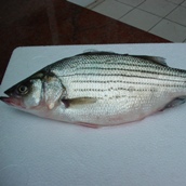 Striped Bass