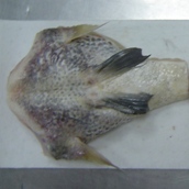 Tilapia Chin