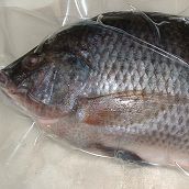 Tilapia Whole Round